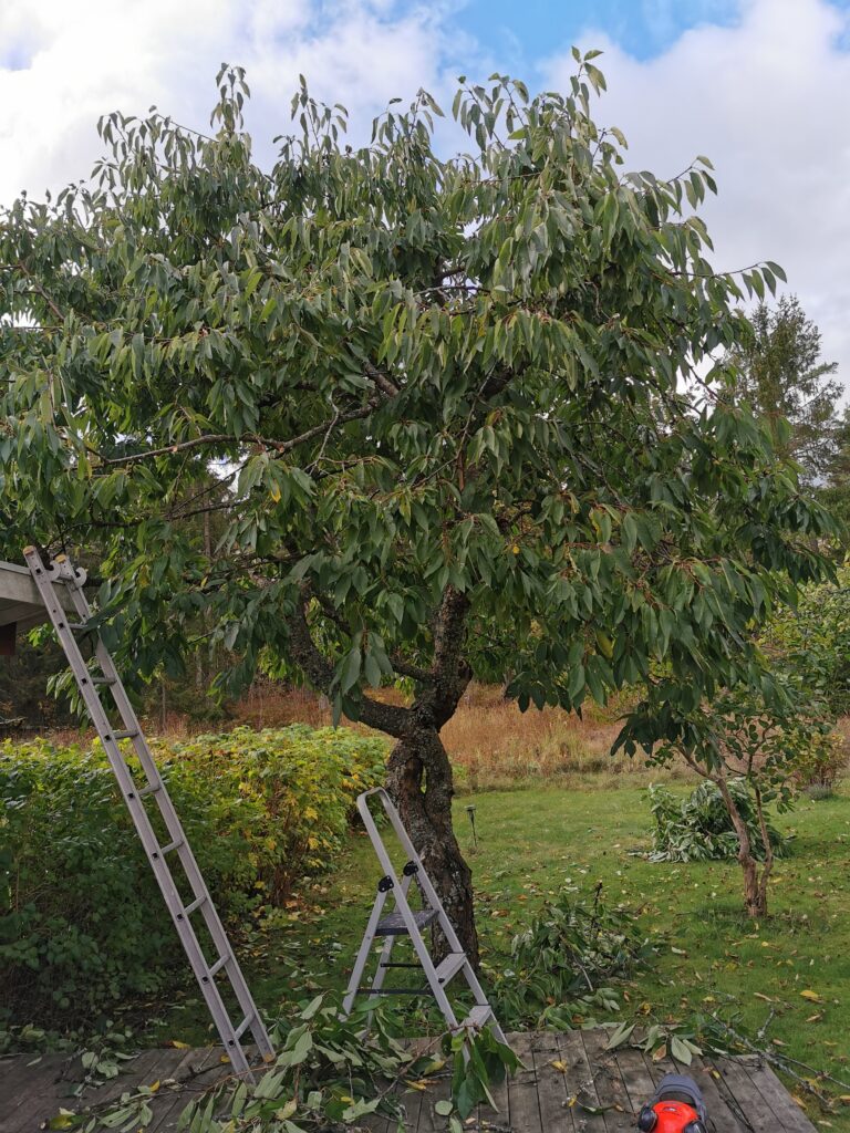 Beskärning av träd